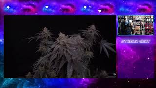 @TastebudzGenetics Trim Session - iluv Bud Talk