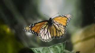 Flight of the Butterflies OMNIMAX Trailer