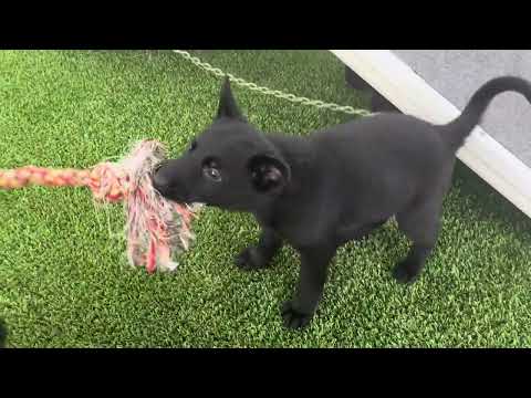 S litter von Fallamhain - 4 weeks old