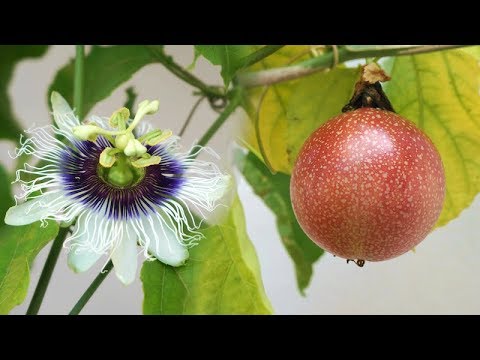 Passion Fruit in pot - from Flower to