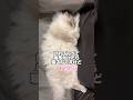 【おちゃめ】毛布かけたら寝ちゃう猫 #cat #サイベリアン #猫 #ネヴァマスカレード #shorts