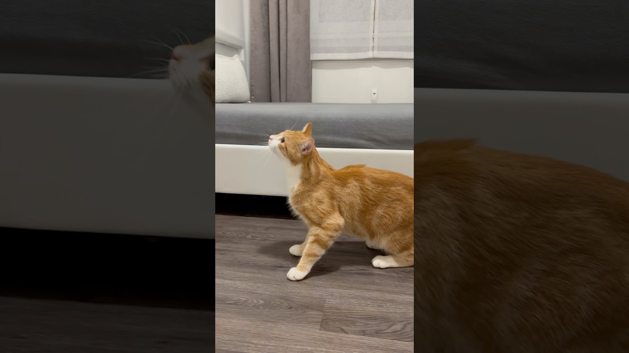 Лео в режиме Turbo⚡️🐾🐈❤️