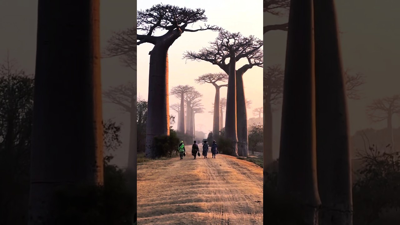 Nature’s Reservoir: The Baobab Tree!