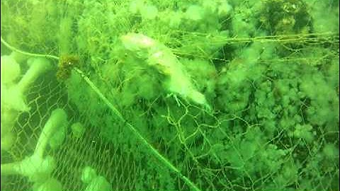 VOLUNTEER DIVERS PROGRAM TO REMOVE SNAGGED GILLNETS