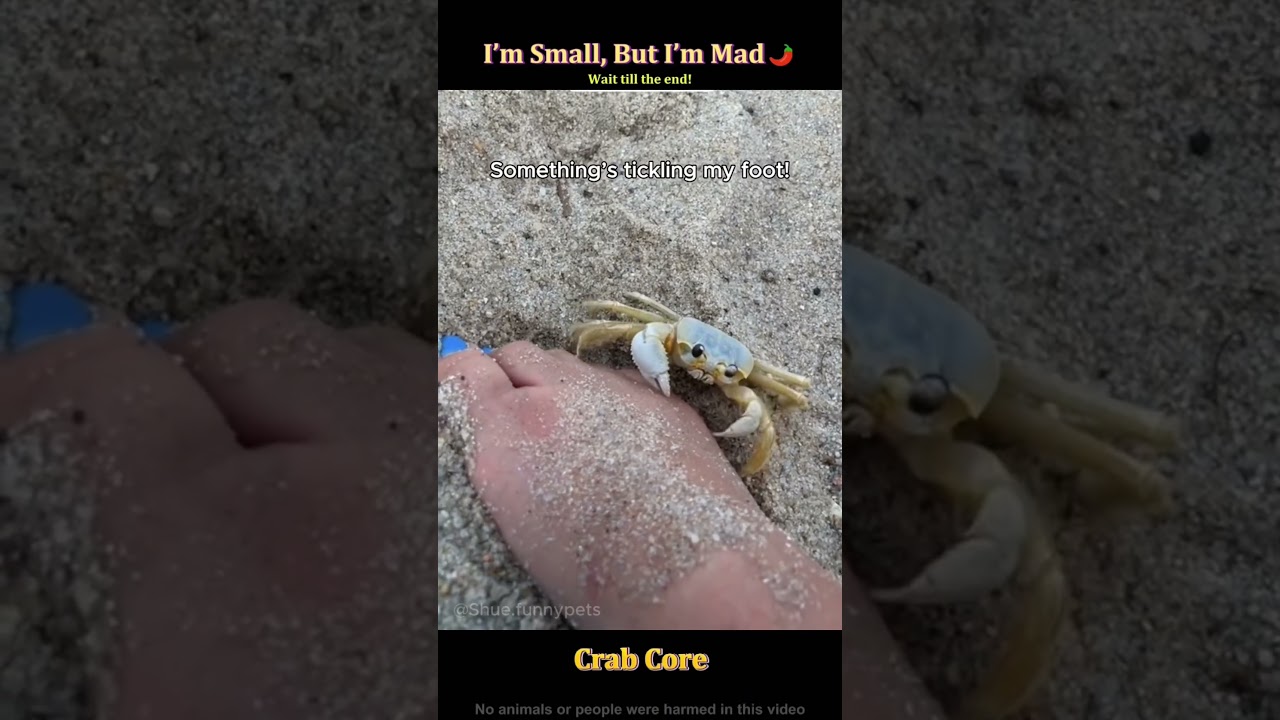 This crab acts like the main character 🦀😂#crab#funny#animals
