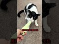 ニコちゃん×ヘビおもちゃ。