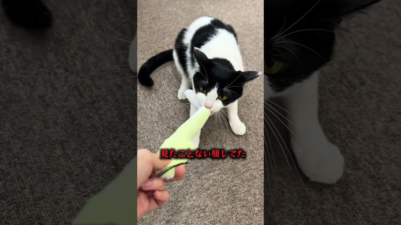 ニコちゃん×ヘビおもちゃ。