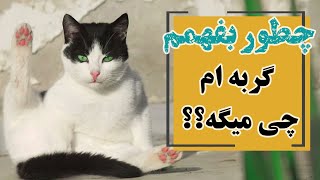 معنی حرکات صدا ها و زبان بدن گربه