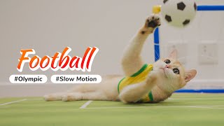 The Cutest FIFA WORLD CUP Final  Cat Football Game  Olympurk Games (Cat Olympic Games)