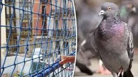 #monkey #netting #service #balcony #nylon #anti #bird #nets #invisible #girl #balcony