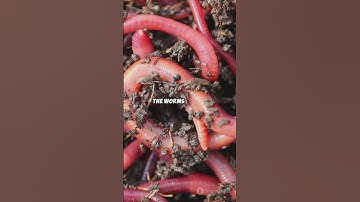 Rotten Fruit vs Coffee Grounds vs Cardboard — Which Worm Bait Wins