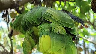 Emerald, Close up on Redbud Tree #birds #Amazon #parrot