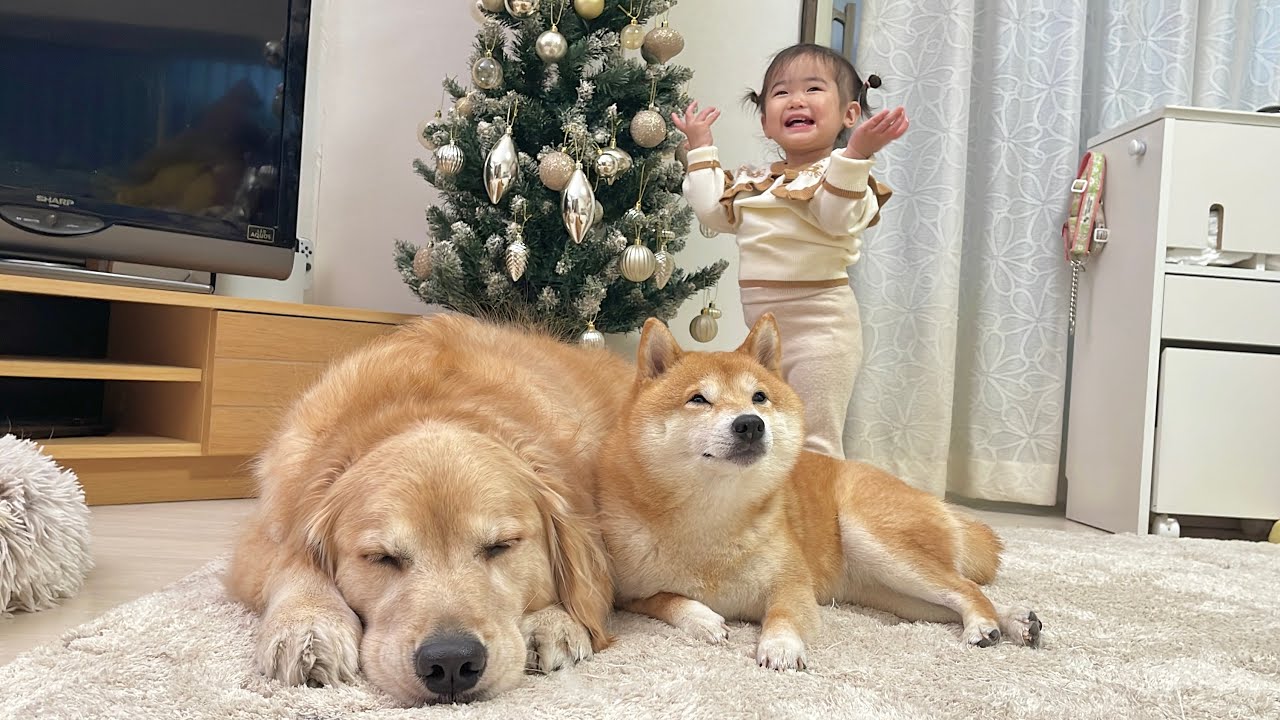クリスマスツリーを大好きなキラキラにする一歳児とそれを見守る豆柴と