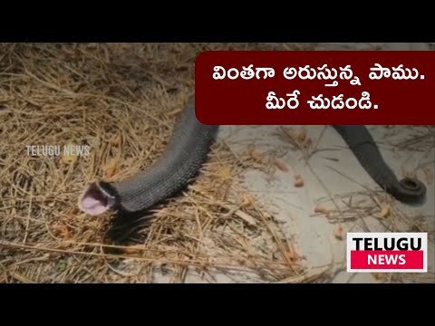 snake video viral