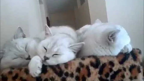 Watch the video about Funny Cats!!! Lazy and Sleeping Kittens lol FeliLand Cattery
