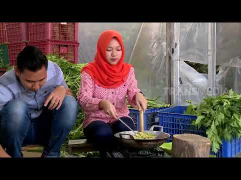 Video: Perbanyakan Angelica - Cara Menyebarkan Tanaman Herba Angelica