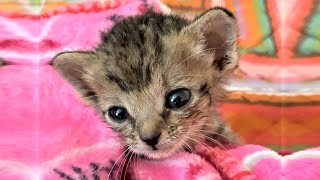Rescued Tiny Kitten Has Sweetest Purr and Great Foster Dad Cat