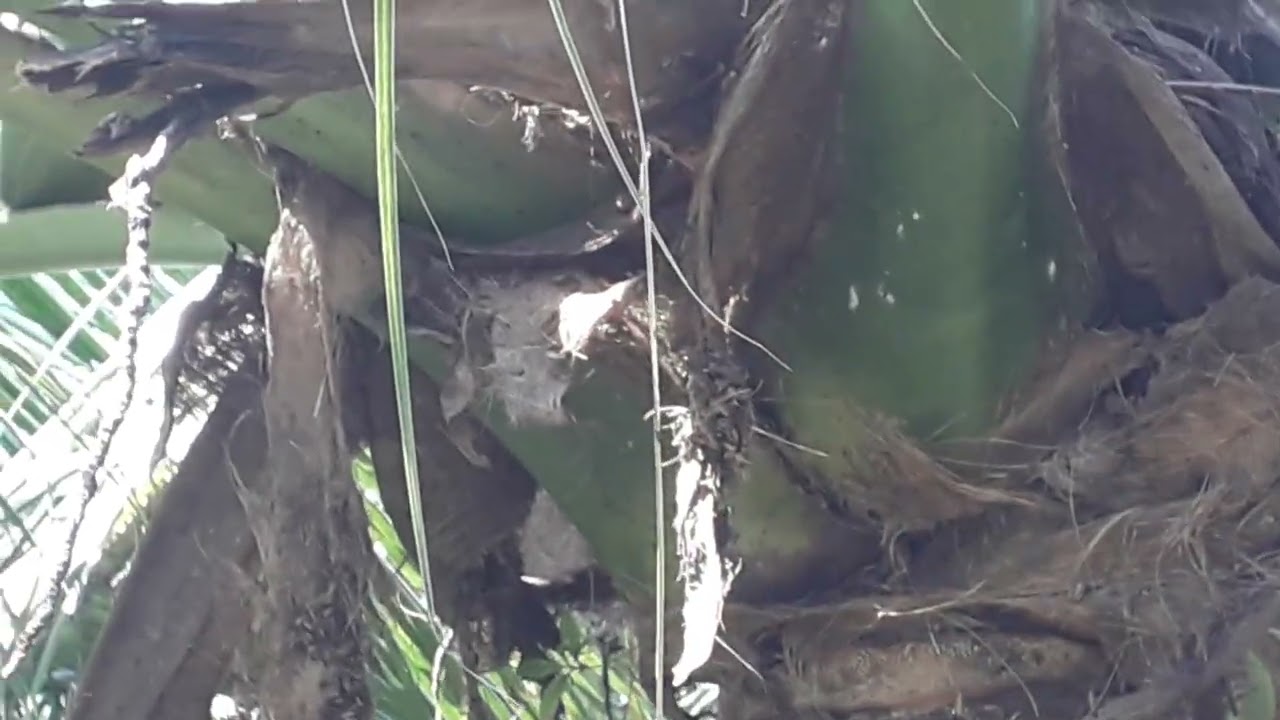 Vườn dừa tại xã Bình phú - Vĩnh Long.