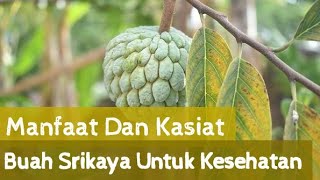 Bisa Mencegah Serangan Jantung Hingga Diabetes, Inilah Manfaat Buah Srikaya untuk Kesehatan
