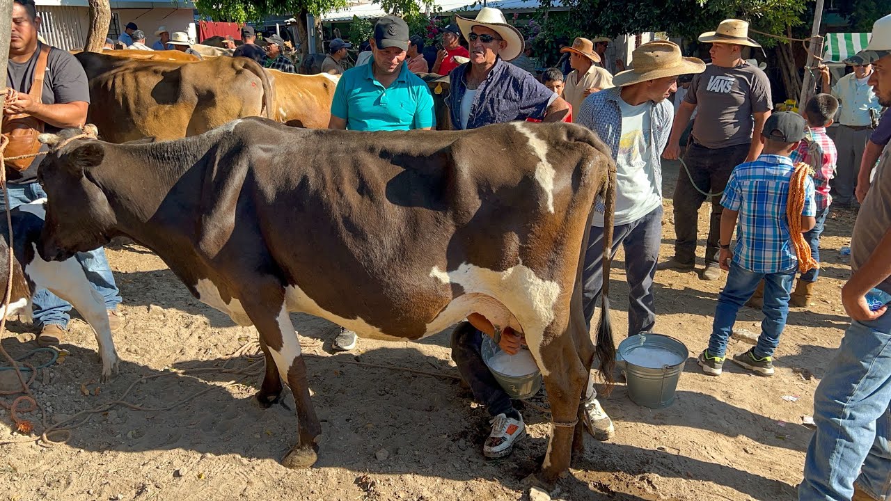 Todo lo que llega al tiangue De San Rafael Cedros había buenos animales 
