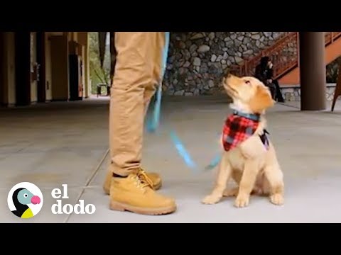 Video: Perros De Servicio: Cómo Convertir A Su Perro En Un Perro De Servicio Y Más