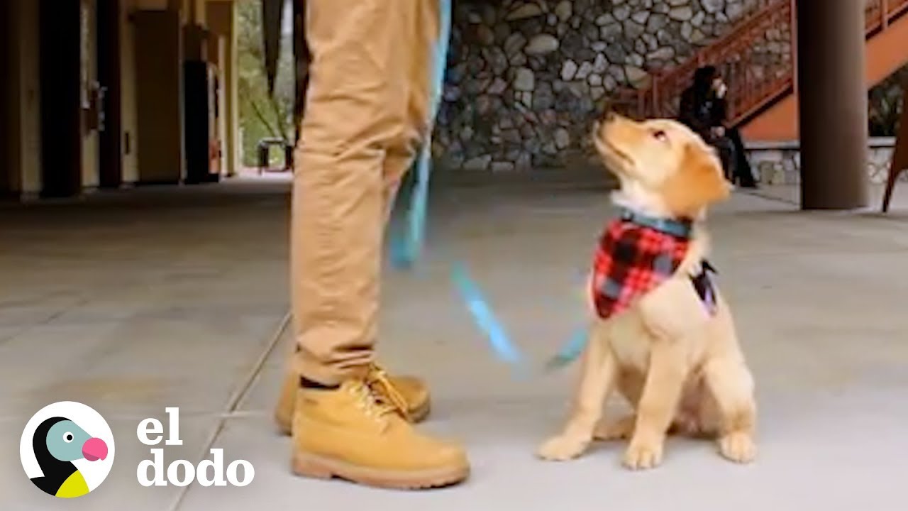 Vean como esta cachorrita se convierte en un perro de servicio | El Dodo