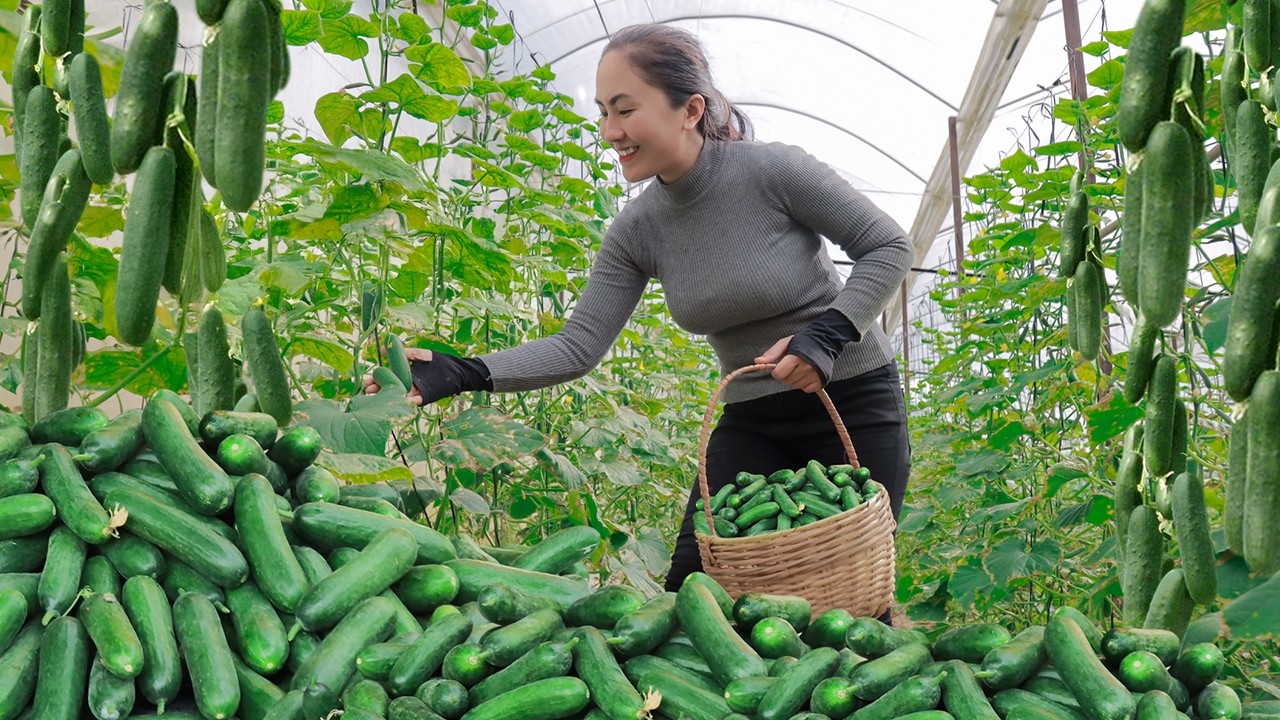 So Satisfying! Harvesting Fragrant Green Cucumber and Juicy Rambutans To Selling at the Market