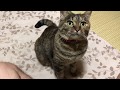 【猫動画】猫ってなんでこんなに可愛いんだろう。。