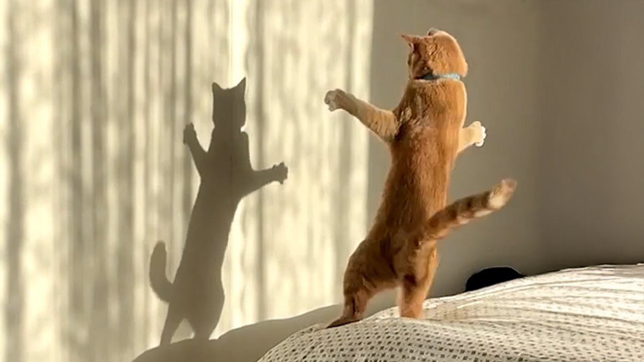 The Most dramatic cats moments ever! 😂 Funny Cat Videos 2025 😹 The Most dramatic cats moments ever! 😂 Funny Cat Videos 2025 😹