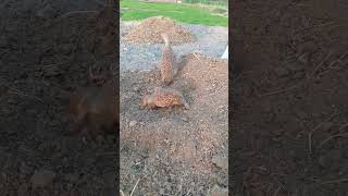 abe yaar inke bacche bhi hain aur Dekhen #teetarawaz #birds #vairalvideo