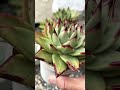 [多肉植物geee]エボニー^_^ #succulent #geee #plants #ベランダ多肉 #garden #タニパト #gardening