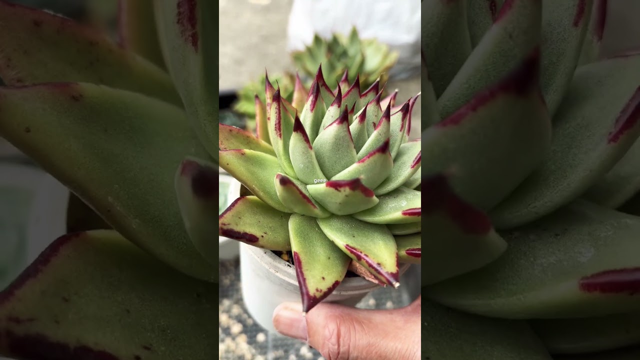 [多肉植物geee]エボニー^_^ #succulent #geee #plants #ベランダ多肉 #garden #タニパト #gardening