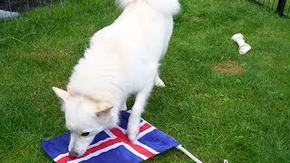 Pink und die isländische Flagge - áfram ísland! by MsAmiratastic 225 views 7 years ago 40 seconds