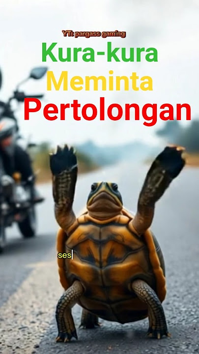Kucing menolong kura yang terbalik #shorts  #cat #trending #kucing #kura #hewan #binatang #animals