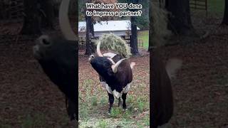 Longhorn Bull tries to impress ladies!