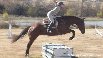 Hotshot Invitation - riding English on the flat and over fences! - ValleyViewRanch.net