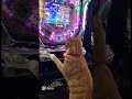 猫さんがパチンコ打ってるだと、、？
