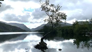 How to find the Lonely Tree of Snowdonia in Llanberis - A Visitors Guide