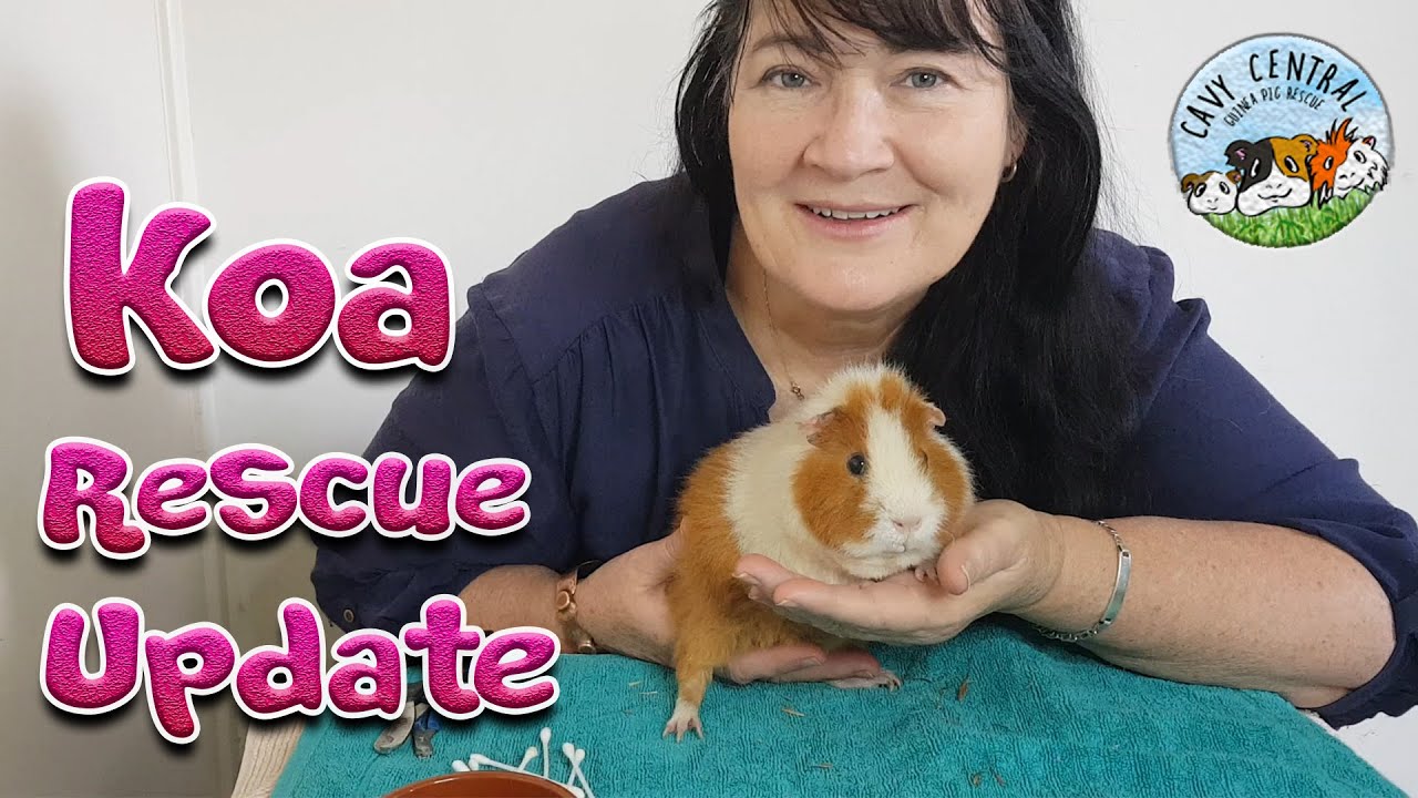 Meet the gorgeous Koa and all about his rescue at Cavy Central