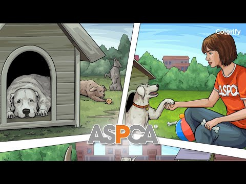 ASPCA Dogs Spectacular! 🐾✨ | Episode 01 | Happy Color - Color by Numbers