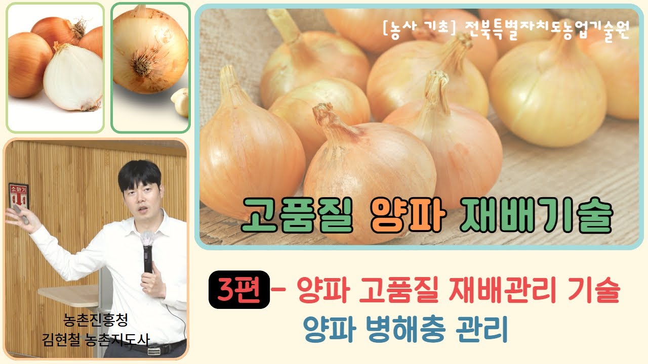 ✨[고품질 양파 재배기술_3편 (완결)] 양파 재배관리 와 병해충 방제 / 교육 목표: 양파 생산량은 늘리고 비용은 줄이고...