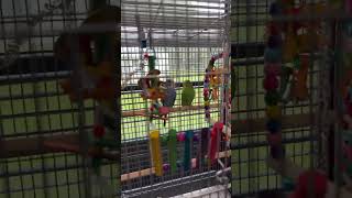 I got the birds some some more toys