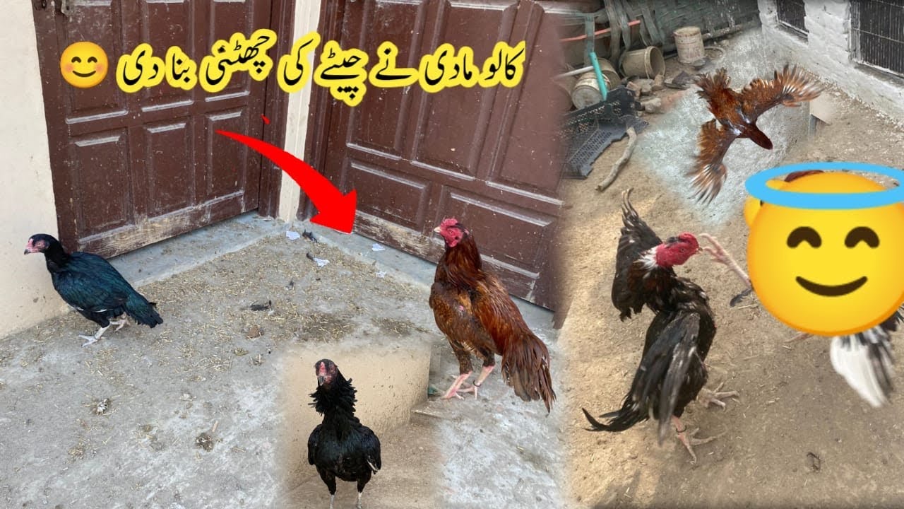 Cheaty ka kalo murgi sy match karwa diya phir kia bana cheaty ka -----😂