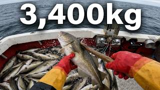 Great Catch! One Man Fishing 3000+ kg of Cod in A Few Hours. How To Make $21000!