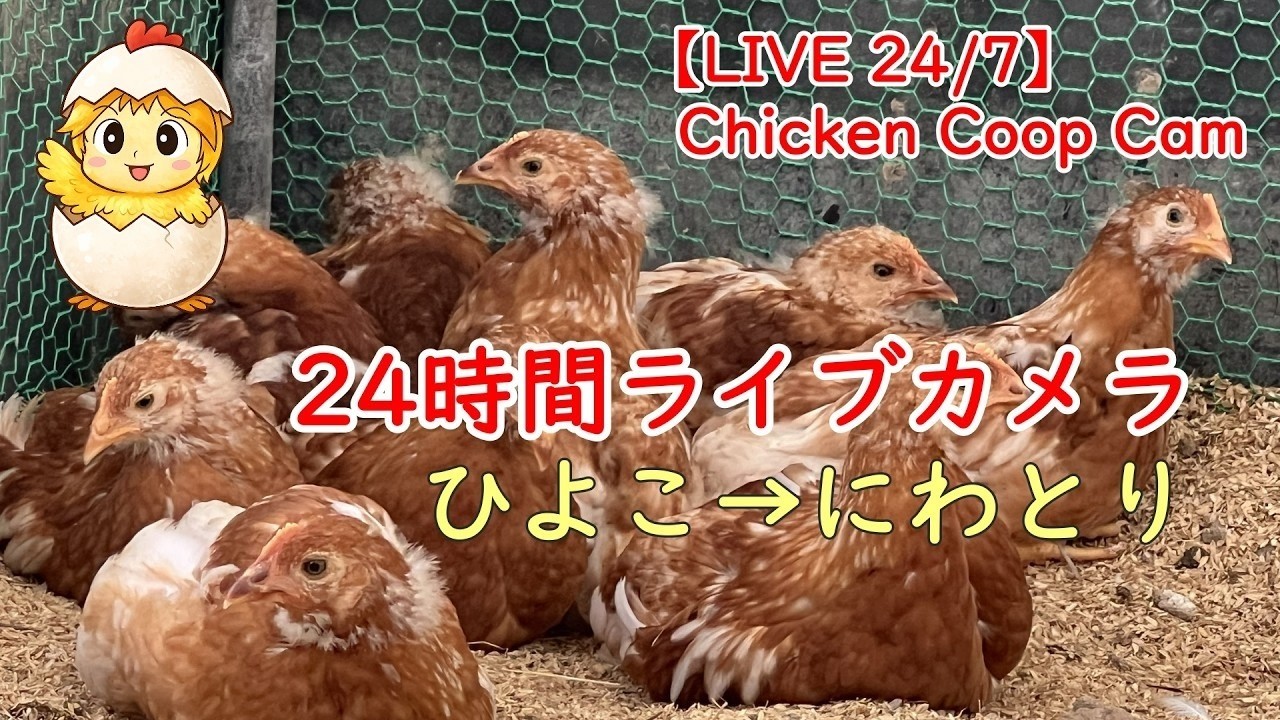 新品　 Fluffy Chicken ニワトリ　にわとり　ヒヨコ LIVE】ヒヨコの成長を24時間観察【LIVE 24/7Chicken Coop Cam | Baby