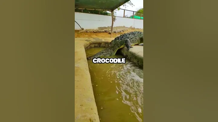 Crocodile's Mouth: You'll NEVER Look The Same! 😱 | #shorts #youtubeshorts