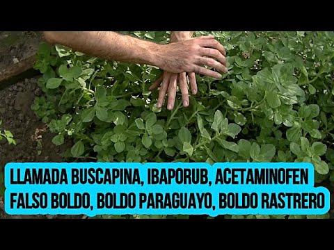 Video: ¿Qué es un jardín de hierbas magnéticas? Ideas caseras para el jardín del refrigerador