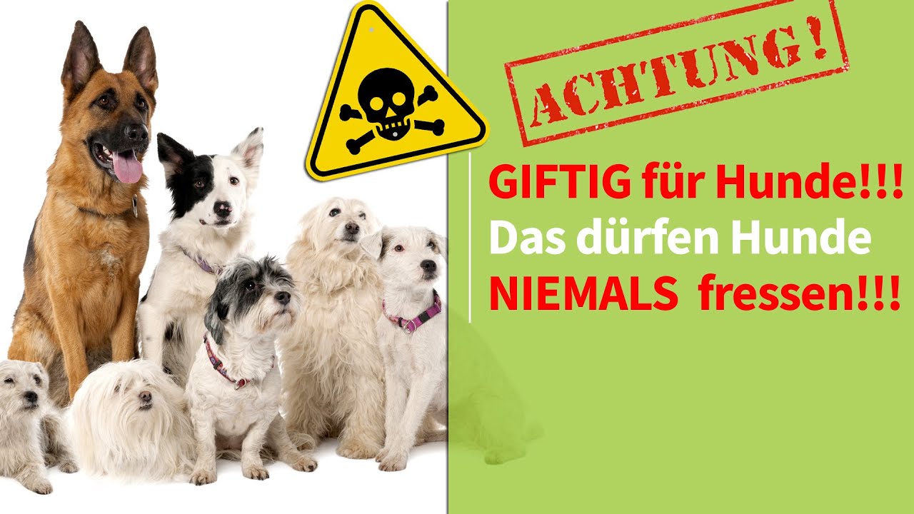 ACHTUNG! Giftig fr Hunde!  Das drfen Hunde NIEMALS fressen?  NIEMALS!