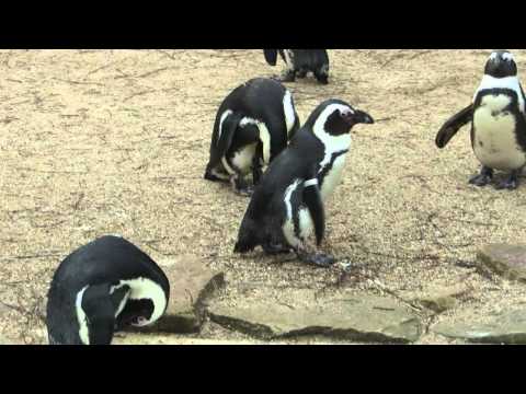 Video: Pingviinide Massiline Surm - Alternatiivne Vaade