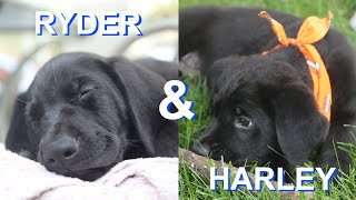 TWO BLACK LAB // GERMAN SHEPHERDS MIX PUPPIES !!!